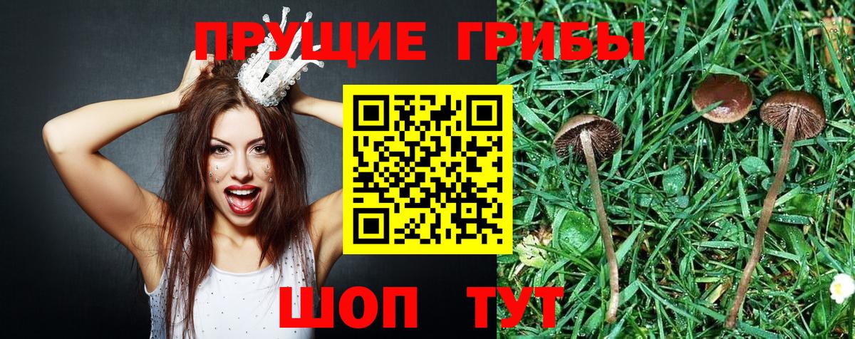 Псилоцибиновые грибы Psilocybine cubensis Сарапул